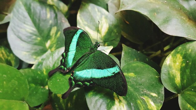 写真 植物上の昆虫のクローズアップ