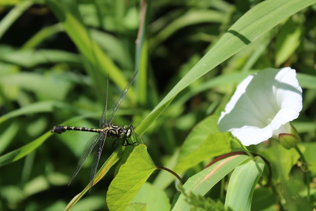 写真 植物上の昆虫のクローズアップ