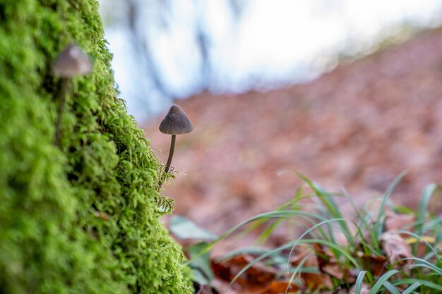 写真 植物上の昆虫のクローズアップ