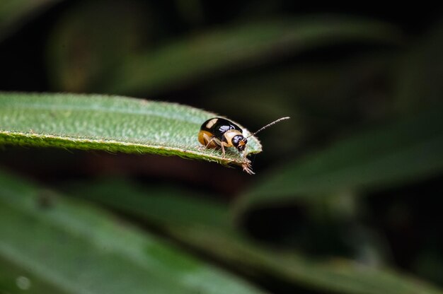 写真 植物上の昆虫のクローズアップ