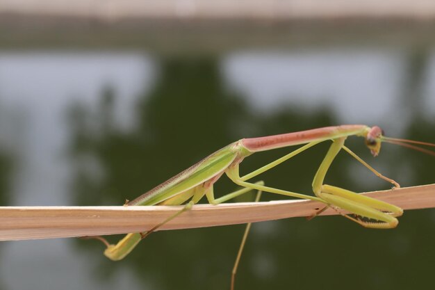 写真 植物上の昆虫のクローズアップ