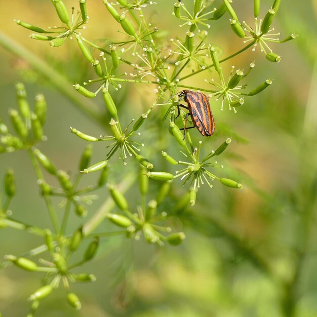 写真 植物上の昆虫のクローズアップ