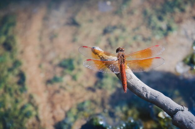 写真 植物上の昆虫のクローズアップ