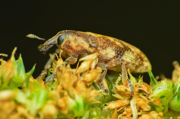 写真 植物上の昆虫のクローズアップ