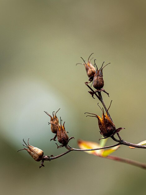 写真 植物上の昆虫のクローズアップ