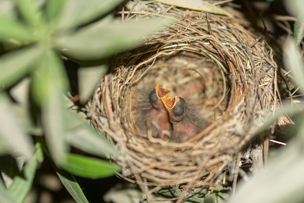 写真 植物上の昆虫のクローズアップ