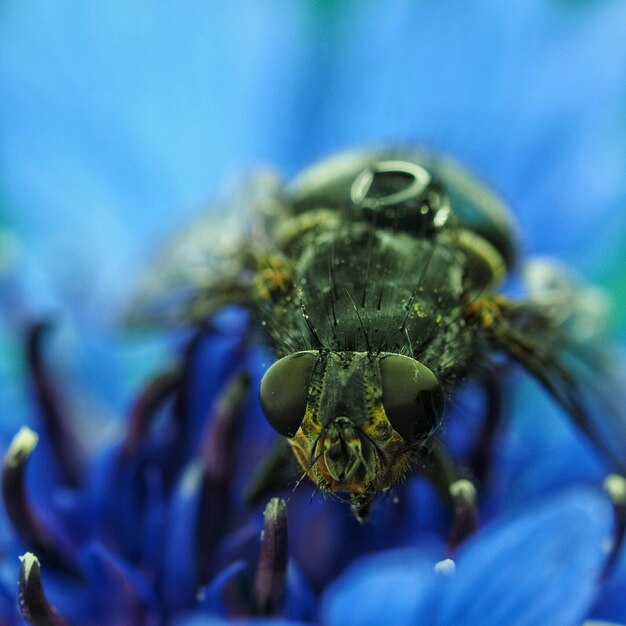 写真 植物上の昆虫のクローズアップ