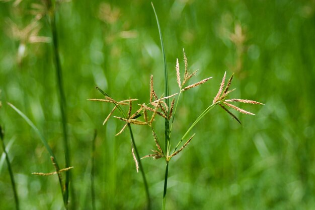 Фото Близкий снимок насекомого на растении