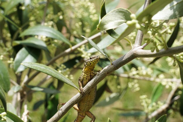 写真 植物上の昆虫のクローズアップ