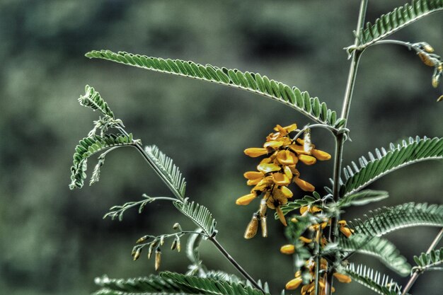 写真 植物上の昆虫のクローズアップ