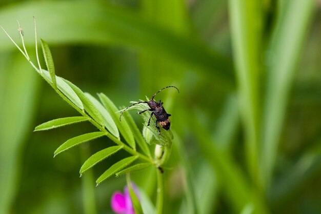 写真 植物上の昆虫のクローズアップ