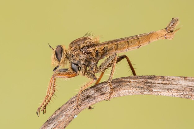 写真 植物上の昆虫のクローズアップ