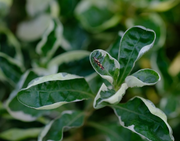 写真 植物上の昆虫のクローズアップ