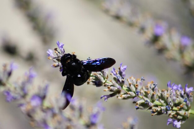 写真 紫の花の昆虫のクローズアップ