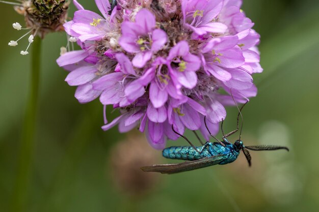 写真 紫の花の昆虫のクローズアップ