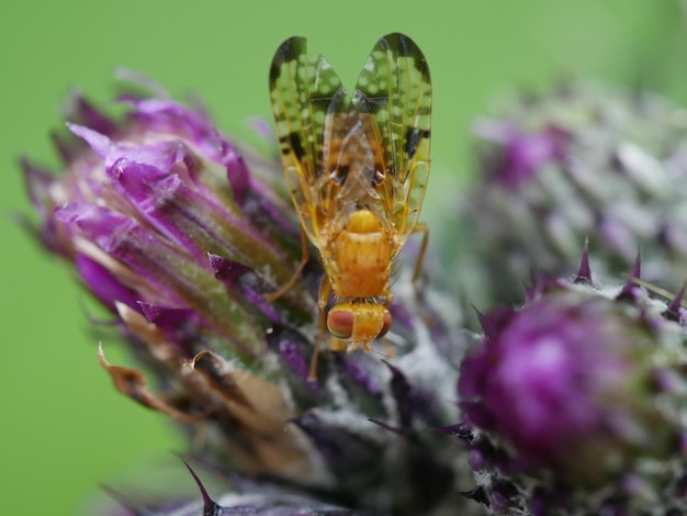 写真 紫の花の昆虫のクローズアップ