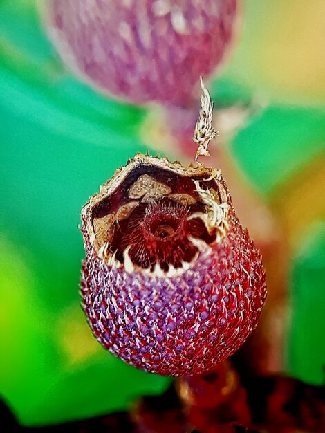 Фото Близкий снимок насекомого на фиолетовом цветке