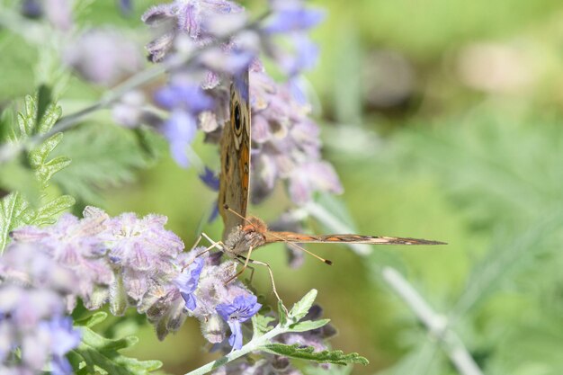 写真 紫色の花の植物の昆虫のクローズアップ