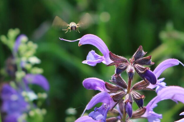 写真 紫色の花の植物の昆虫のクローズアップ