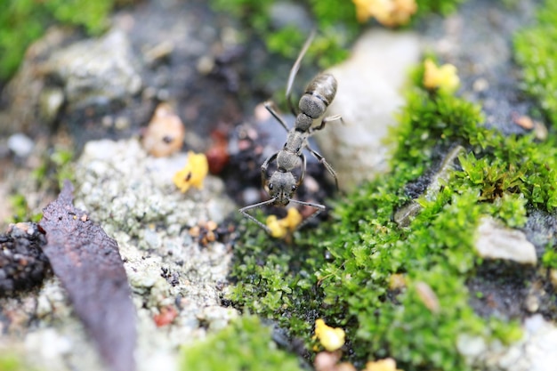 写真 岩の上にある昆虫のクローズアップ