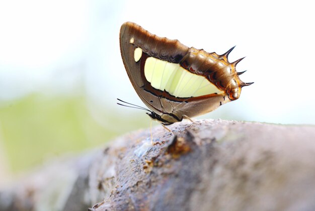 写真 岩の上にある昆虫のクローズアップ