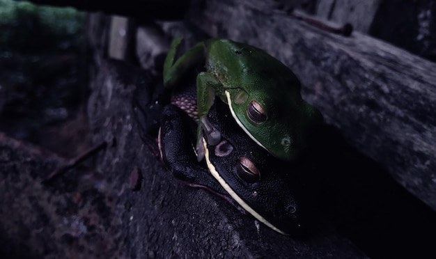 写真 岩の上にある昆虫のクローズアップ