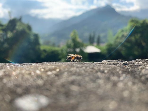 写真 岩の上にある昆虫のクローズアップ