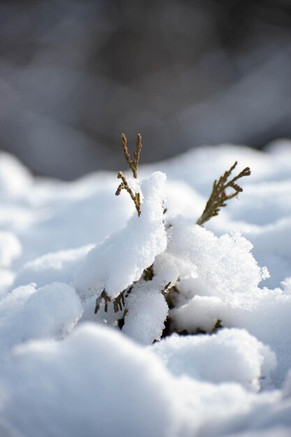 写真 雪上の昆虫のクローズアップ