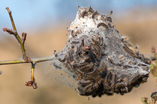 写真 蜘蛛の網にある昆虫のクローズアップ