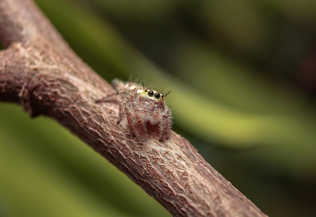 写真 木の上にある昆虫のクローズアップ