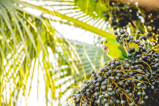 写真 木の上にある昆虫のクローズアップ