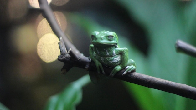 写真 枝の上の昆虫のクローズアップ