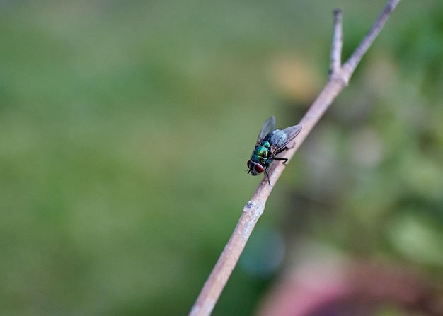 Фото Близкий взгляд на насекомое на ветке