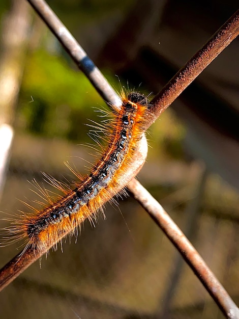 写真 枝 の 上 に ある 昆虫 の クローズアップ