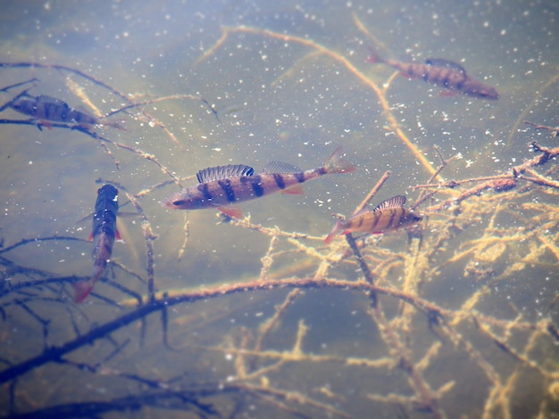 写真 水上の昆虫のクローズアップ