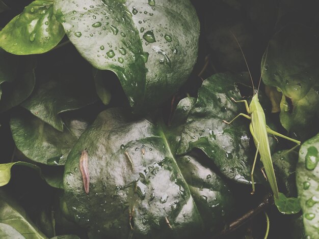 写真 湿った葉の昆虫のクローズアップ