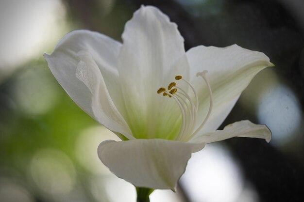 写真 白い花の昆虫のクローズアップ