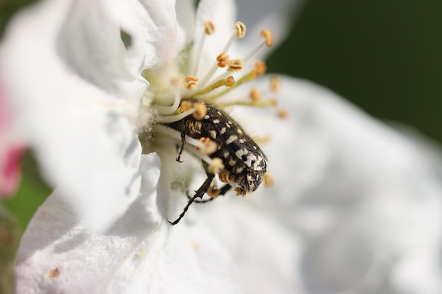 写真 白い花の昆虫のクローズアップ
