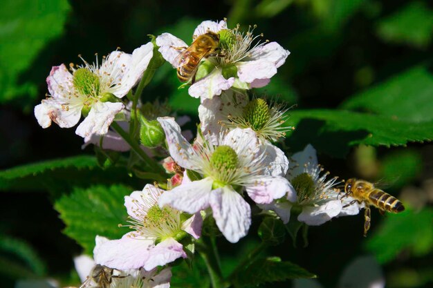 写真 白い花の植物の昆虫のクローズアップ