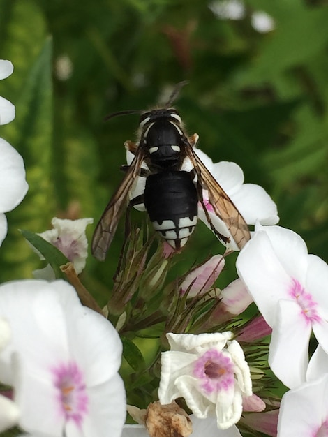 Фото Близкий план насекомого на белых цветах