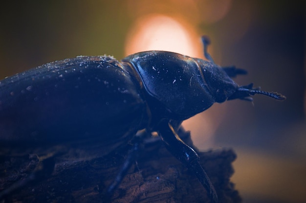 写真 木の上の昆虫のクローズアップ