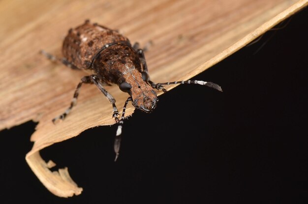 写真 木の上の昆虫のクローズアップ