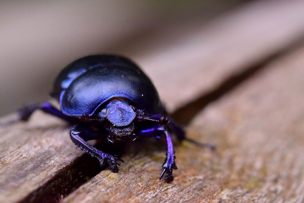 写真 木製のテーブル上の昆虫のクローズアップ