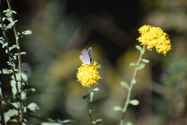 写真 黄色い花の昆虫のクローズアップ