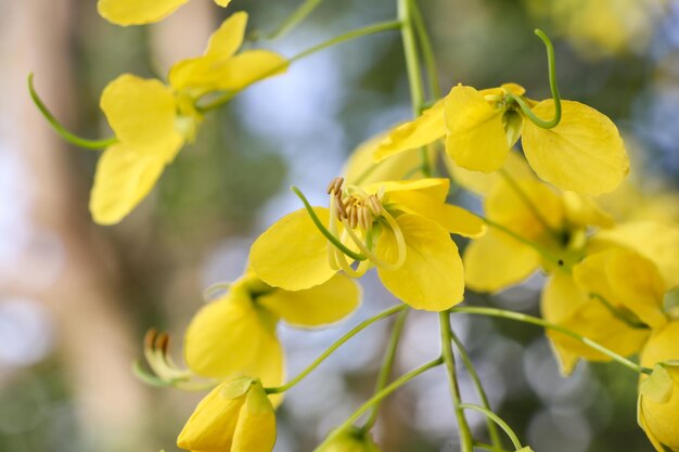 写真 黄色い花の昆虫のクローズアップ