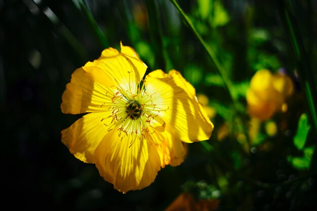 사진 노란 꽃 에 있는 곤충 의 클로즈업