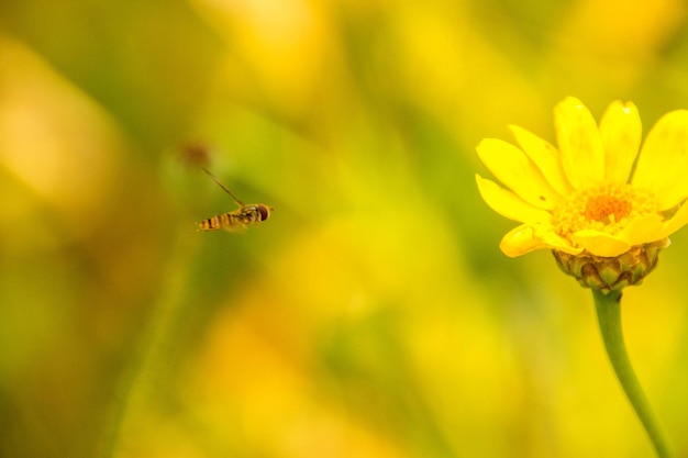 写真 黄色い花の昆虫のクローズアップ