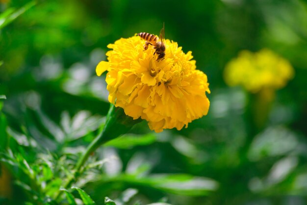 写真 黄色い花を ⁇ かせる植物の昆虫のクローズアップ