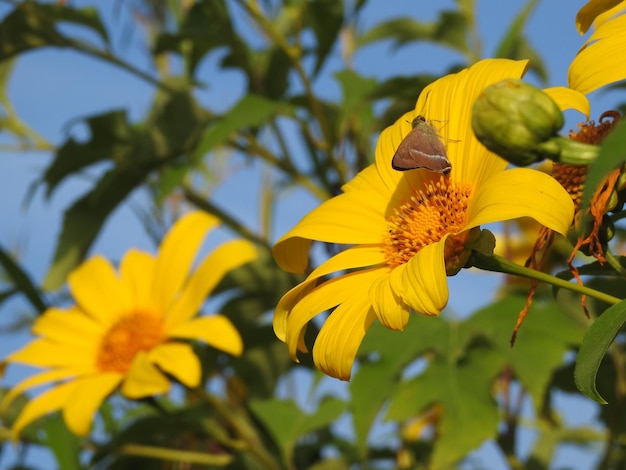 사진 노란 꽃 이 피는 식물 에 있는 곤충 의 근접 사진