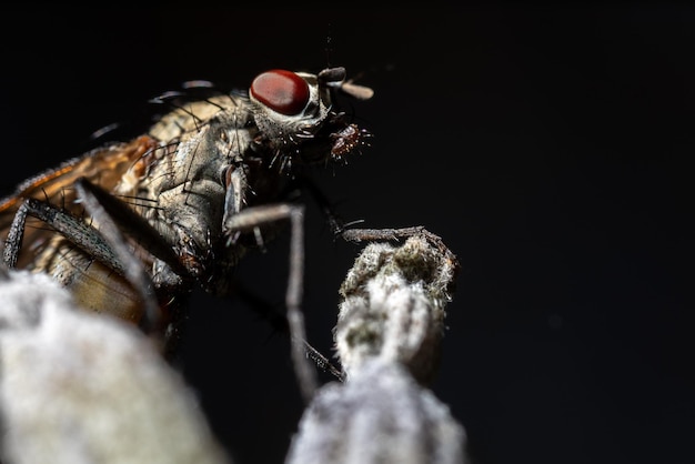 Фото Близкий план насекомого на черном фоне